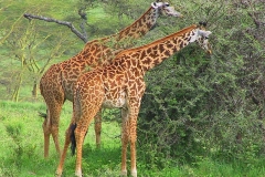 Tansania, Serengeti, Giraffen mit wunderschöner Fellzeichnung