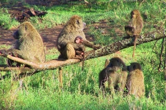 Tansania, Serengeti, Paviane