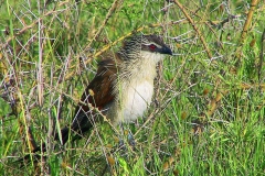 Tansania, Serengeti, Dieser Vogel ist perfekt an seine Umwelt angepasst