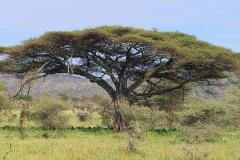 Tansania, Serengeti, Wunderschön ausladende Akazie