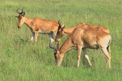 Tansania, Serengeti, Antilopen