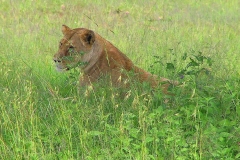 Tansania, Serengeti, Löwin gut versteckt im hohen Gras