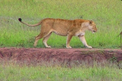 Tansania, Serengeti, Löwin