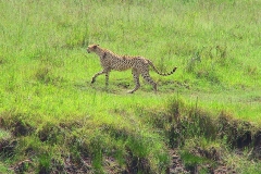 Tansania, Serengeti, Gepard