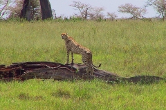 Tansania, Serengeti, Gepard