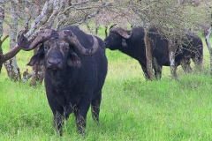Tansania, Serengeti, Kaffernbüffel