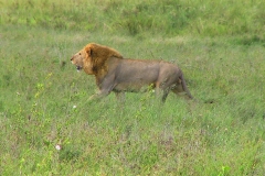 Tansania, Serengeti, Löwe