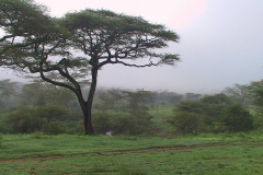 Tansania, Serengeti, Akazien im Frühnebel