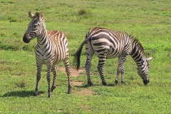 Tansania, Serengeti, Zebras