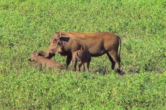 Tansania, Im Ngorongorokrater, Warzenschweine