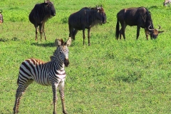 Tansania, Im Ngorongorokrater, Zebra und Gnus