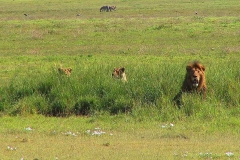 Tansania, Im Ngorongorokrater, Fünf Löwen bereiten sich auf die Jagd vor