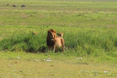 Tansania, Im Ngorongorokrater, Fünf Löwen bereiten sich auf die Jad vor