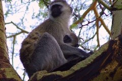 Tansania, Im Ngorongorokrater, Grüne Meerkatzen