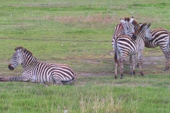 Tansania, Ngorongorokrater, Zebras