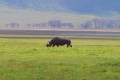 Tansania, Ngorongorokrater, Nashorn