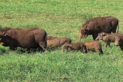 Tansania, Ngorongorokrater, Warzenschweinfamilie