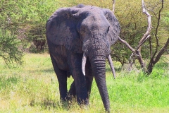Tansania, Tarangire Nationalpark, Elefant