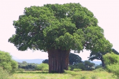 Tansania, Tarangire Nationalpark, Wunderschöner sehr alter Baobab-Baum