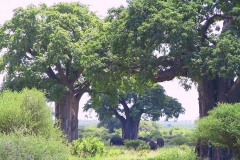 Tansania, Tarangire Nationalpark, Elefanten unter Baobab-Bäumen, Ein Bild wie aus einer anderen Welt