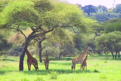 Tansania, Tarangire Nationalpark, Giraffen
