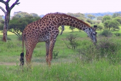 Tansania, Tarangire Nationalpark, Giraffe
