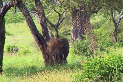 Tansania, Tarangire Nationalpark, Elefant