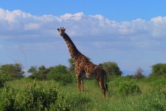 Tansania, Tarangire Nationalpark, Giraffe