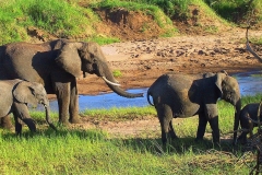 Tansania, Tarangire Nationalpark, Elefanten