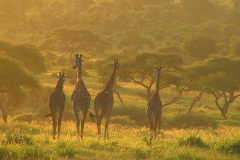 Tansania, Tarangire Nationalpark, Abendstimmung