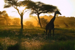 Tansania, Tarangire Nationalpark, Abendstimmung