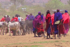 Tansania, Viehmarkt