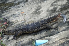 Thailand-Bangkok-Waran-hat-am-Kanal-einen-Fisch-gefangen