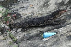 Thailand-Bangkok-Waran-am-Kanal