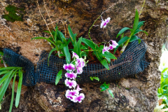 Thailand-Koh-Chang-Santhiya-Tree-Resort-Gartenansicht