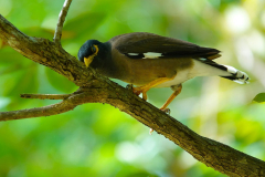 Thailand-Koh-Chang-Santhiya-Tree-Resort-Hirtenstar