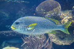 USA, Georgia, Atlanta, Georgia Aquarium