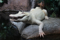 USA, Georgia, Atlanta, Georgia Aquarium, Albino Krokodil