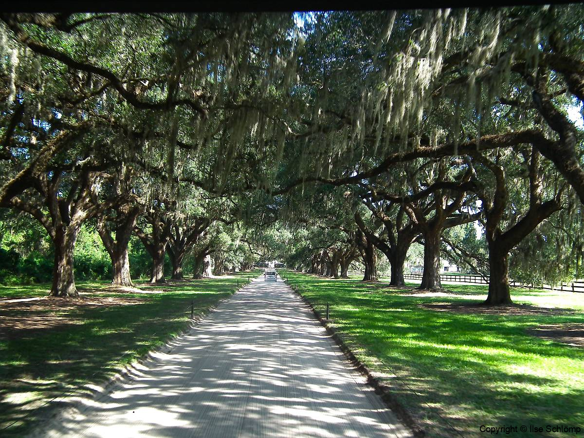 USA South Carolina, Eichenallee zur Boone Hall Plantage, Die Eichenallee wurde 1743 gepflanzt
