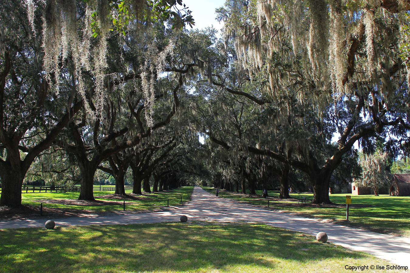USA South Carolina, Boone Hall Plantage, Die Eichenallee wurde 1743 gepflanzt, Die Pflanzung der Allee dauerte 100 Jahre