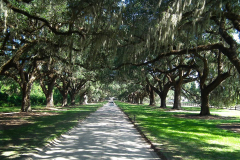 USA South Carolina, Eichenallee zur Boone Hall Plantage, Die Eichenallee wurde 1743 gepflanzt
