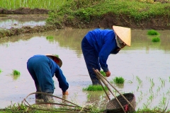 Arbeit im Reisfeld