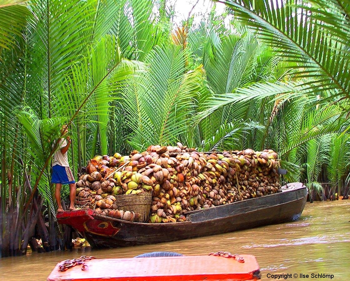 Mekong-Delta, Ein Boot voller Kokusnüsse