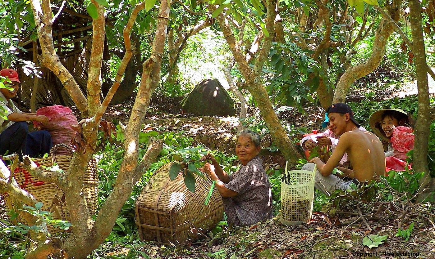 Mekong-Delta, Familie bei der Ernte